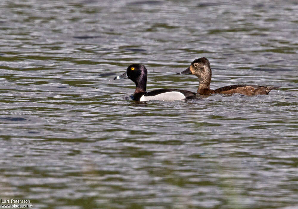 Fuligule à bec cercléadulte nuptial, pigmentation, nage