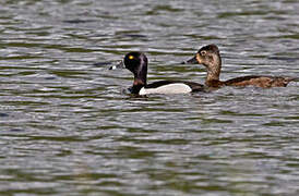 Ring-necked Duck