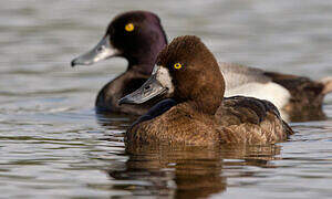 Lesser Scaup