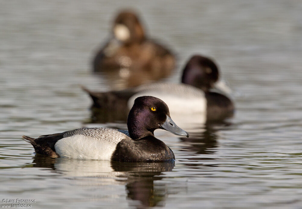 Lesser Scaup