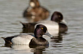 Lesser Scaup