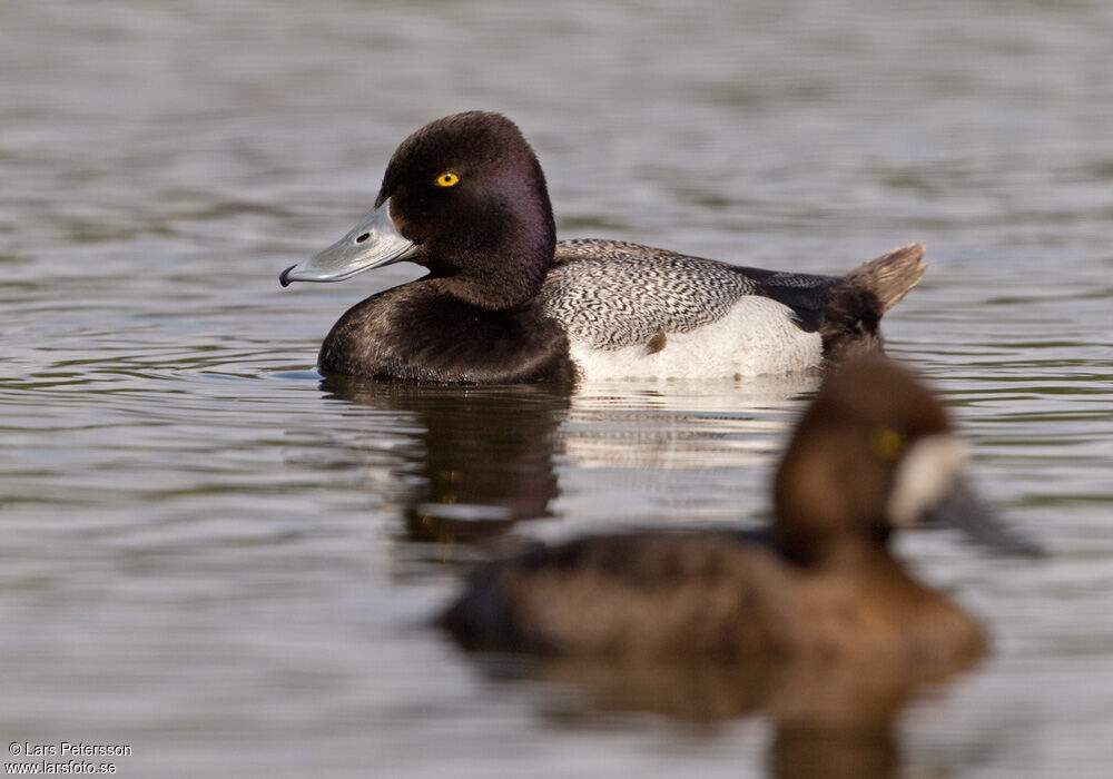 Lesser Scaup