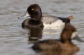 Lesser Scaup