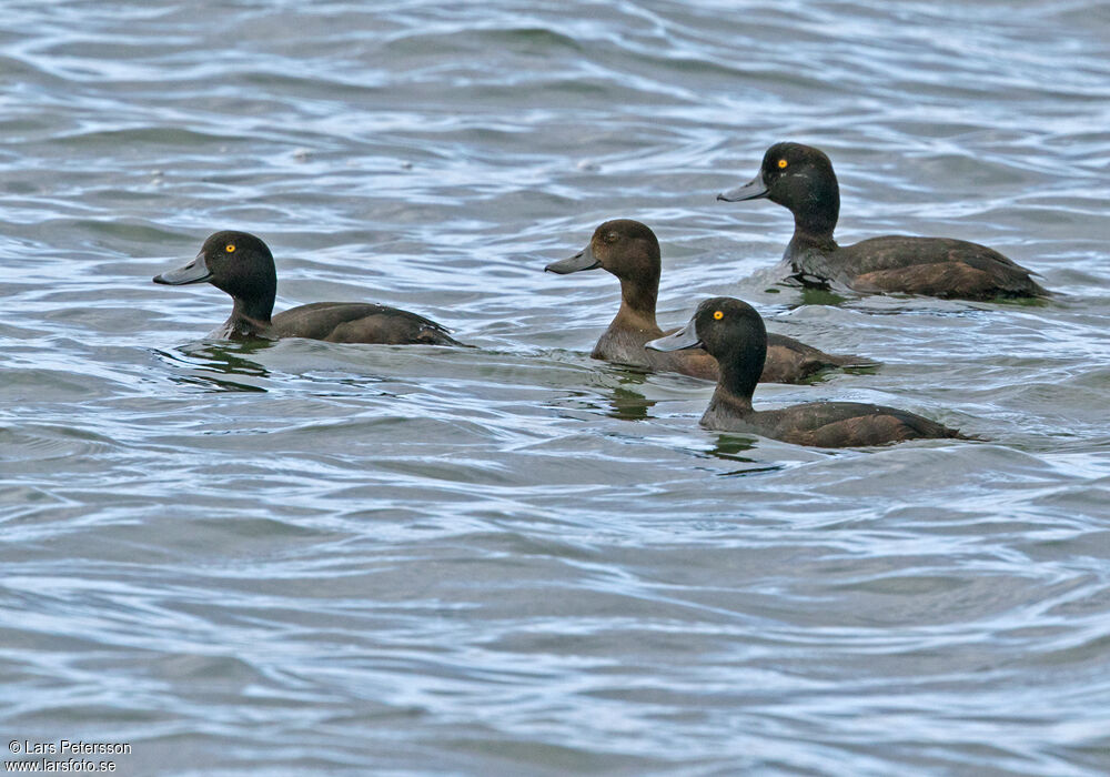 New Zealand Scaup