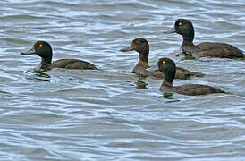 New Zealand Scaup