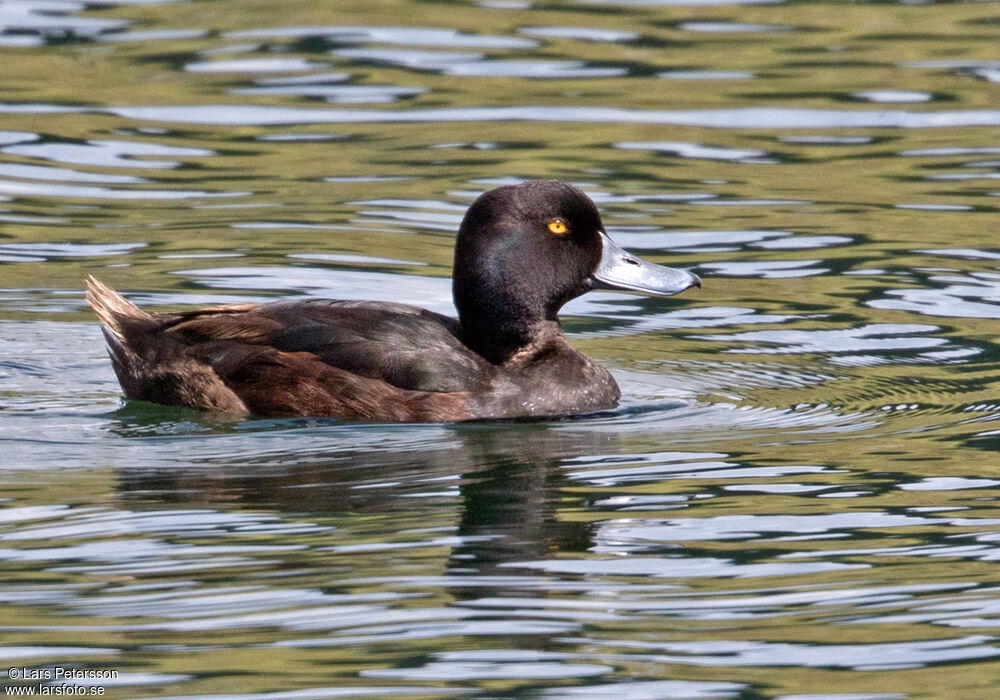 New Zealand Scaup