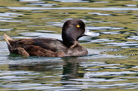 New Zealand Scaup