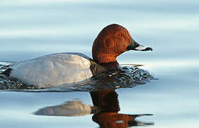 Common Pochard