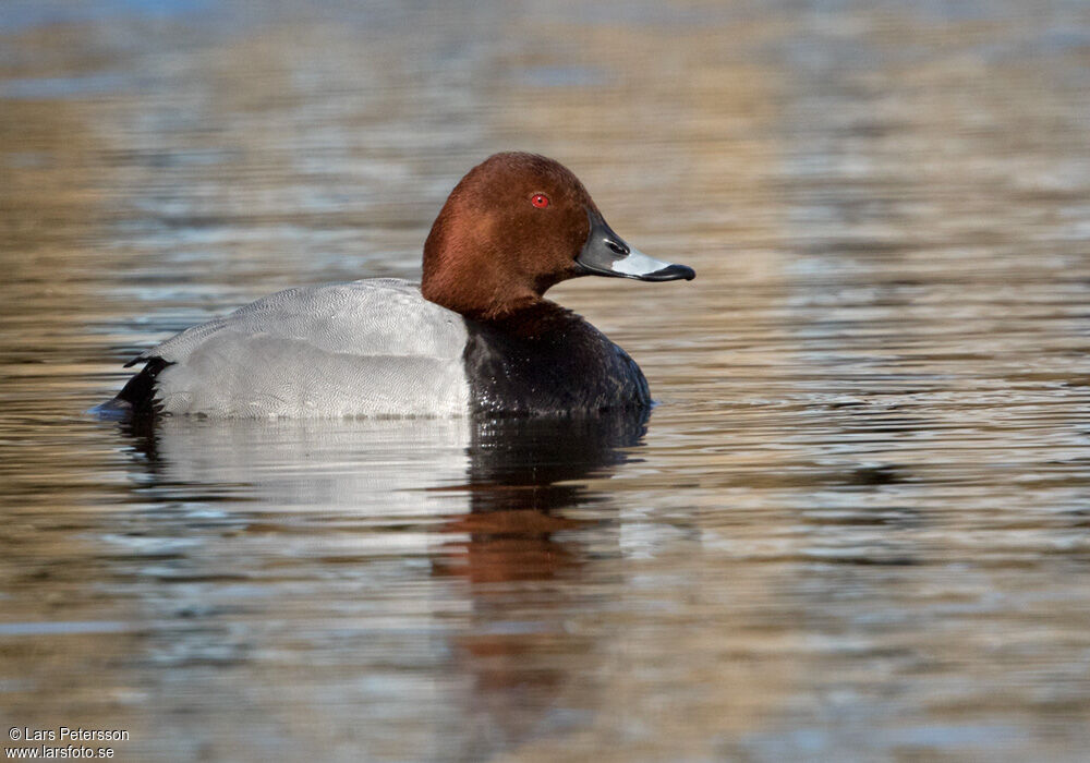 Common Pochard