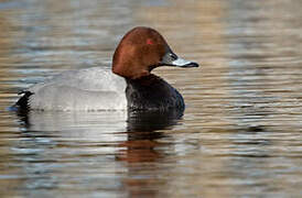 Common Pochard