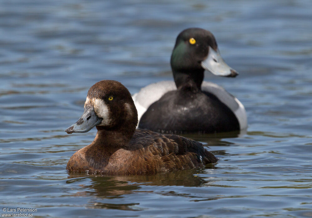 Greater Scaup