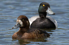 Greater Scaup