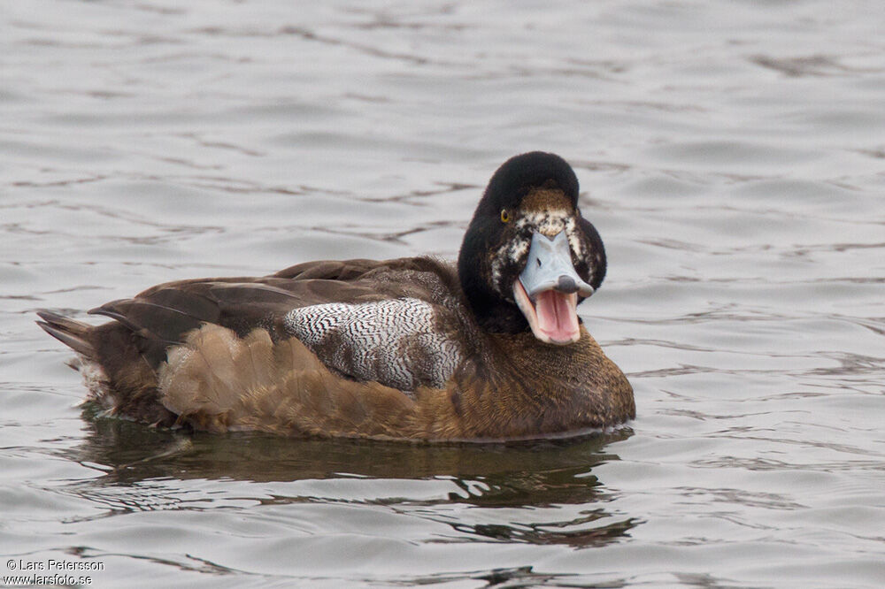 Greater Scaup