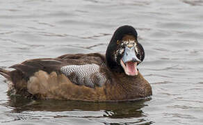 Greater Scaup