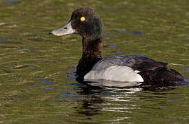 Greater Scaup