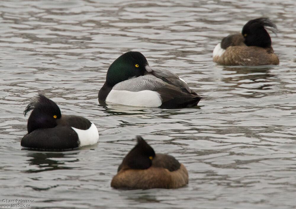 Greater Scaup