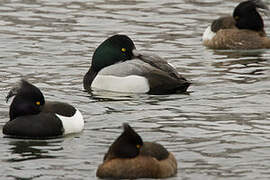 Greater Scaup