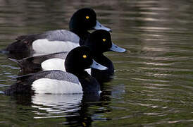 Greater Scaup