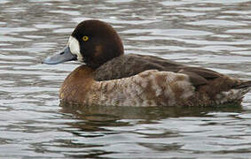 Greater Scaup