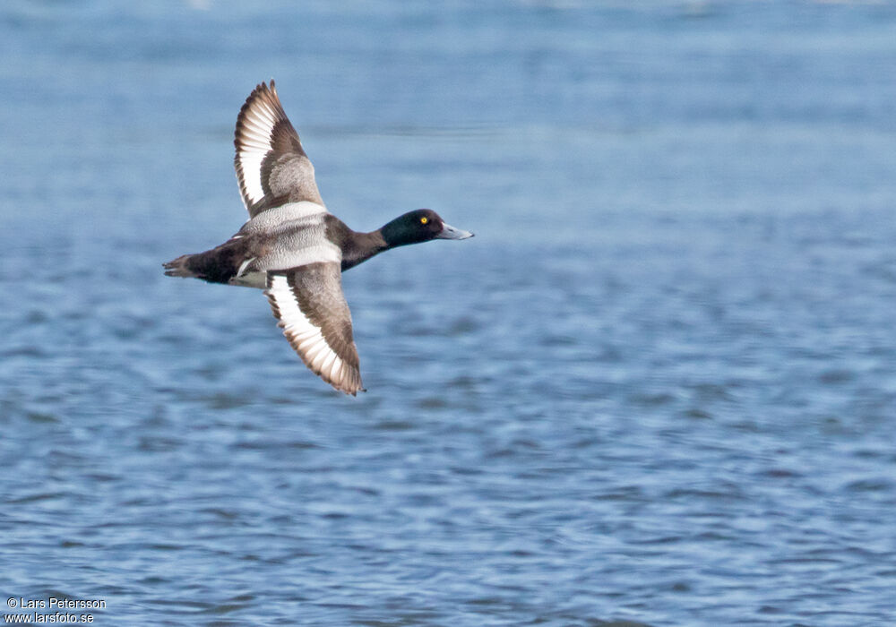 Greater Scaup