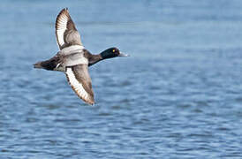 Greater Scaup