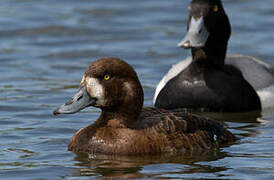 Greater Scaup