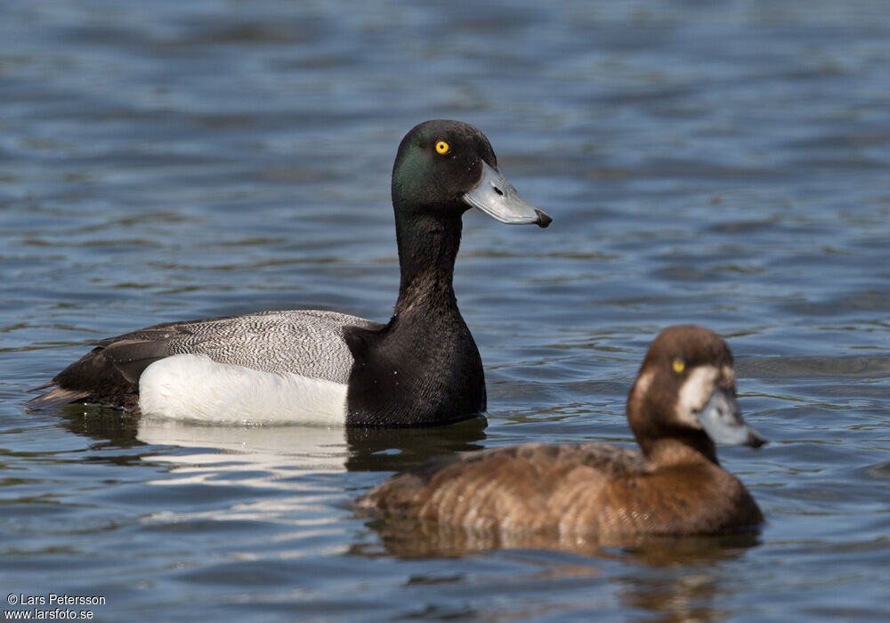 Greater Scaup