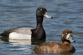 Greater Scaup