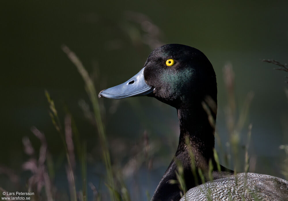 Greater Scaup