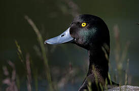 Greater Scaup