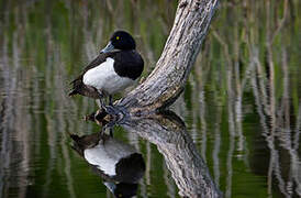 Tufted Duck