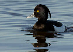 Tufted Duck