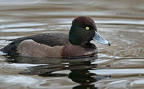 Ferruginous Duck