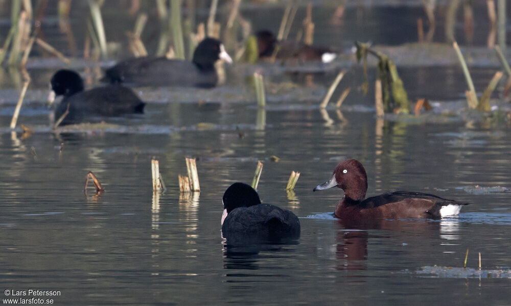 Ferruginous Duck