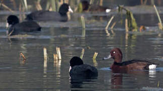 Ferruginous Duck