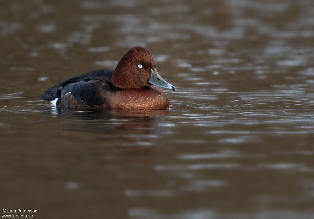 Ferruginous Duck