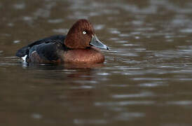 Ferruginous Duck