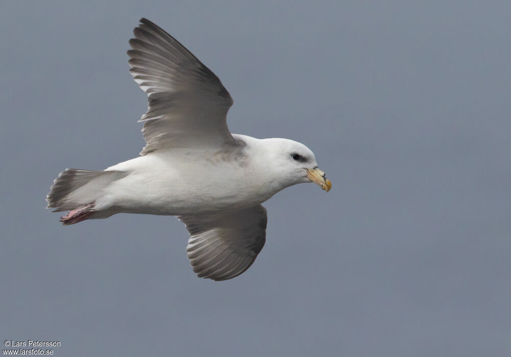 Fulmar boréal