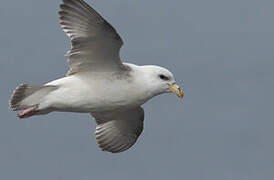 Northern Fulmar