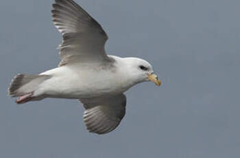 Fulmar boréal