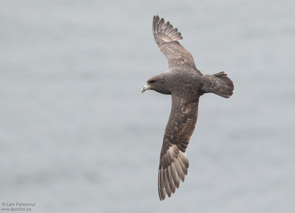 Fulmar boréal