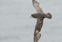 Northern Fulmar