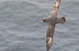 Northern Fulmar