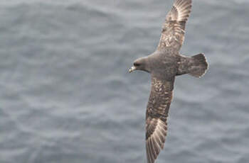 Fulmar boréal