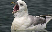 Fulmar boréal