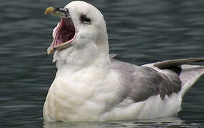 Northern Fulmar