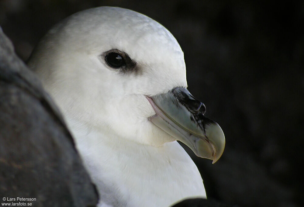 Northern Fulmar