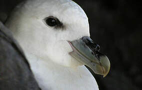 Northern Fulmar