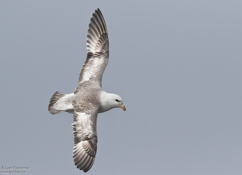 Northern Fulmar