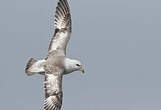 Fulmar boréal